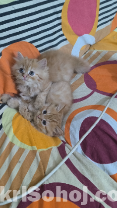 Pure persian female and male